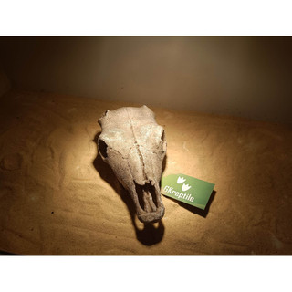Sọ đầu bò to