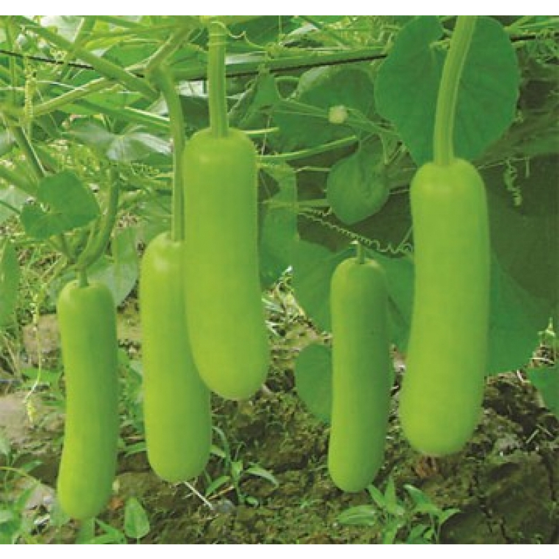 Hạt Giống Bầu Lai Siêu Quả (Gói 10 Hạt) - [ MUA 5 TẶNG 1 CÙNG LOẠI , Dễ Trồng, Trái Quanh Năm]