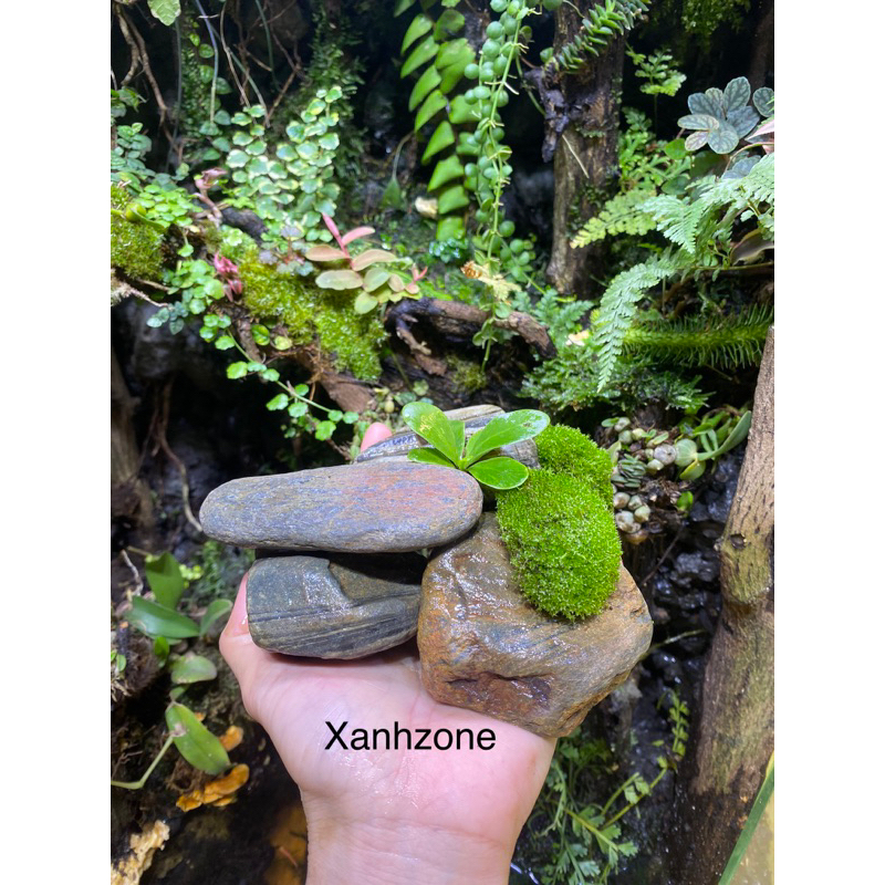 Rêu sao, rêu trồng bán cạn, rêu terarium ,rêu đắp bon sai, tiểu cảnh xanh đẹp