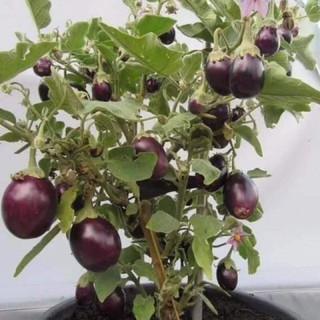Hạt giống Cà Tím quả tròn to