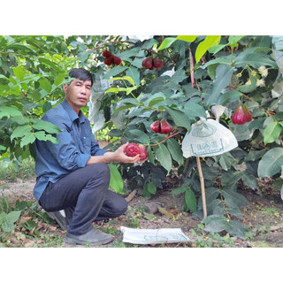 Cây giống mận MST siêu sớm