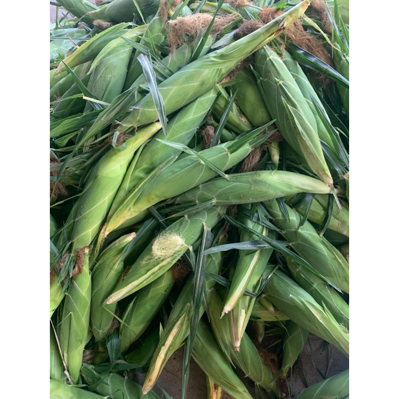 BẮP MỸ TƯƠI SIZE TO NHẤT