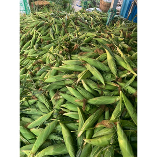 BẮP MỸ TƯƠI SIZE TO NHẤT