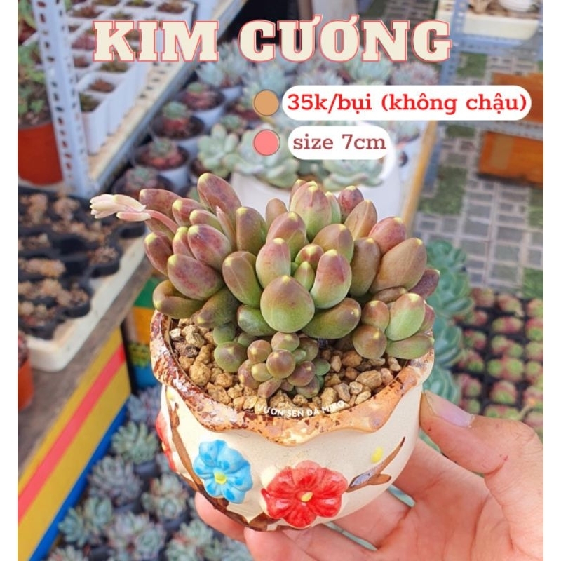 Sen đá Kim Cương Nâu size 7cm màu đẹp như ảnh có sẵn tại vườn MIKO_GARDEN lỗi 1 đền 1