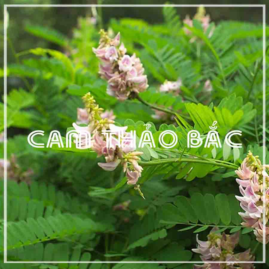 CÂY CAM THẢO BẮC khô sắt sợi đóng gói 100gram - congtyduoclieuhonglan