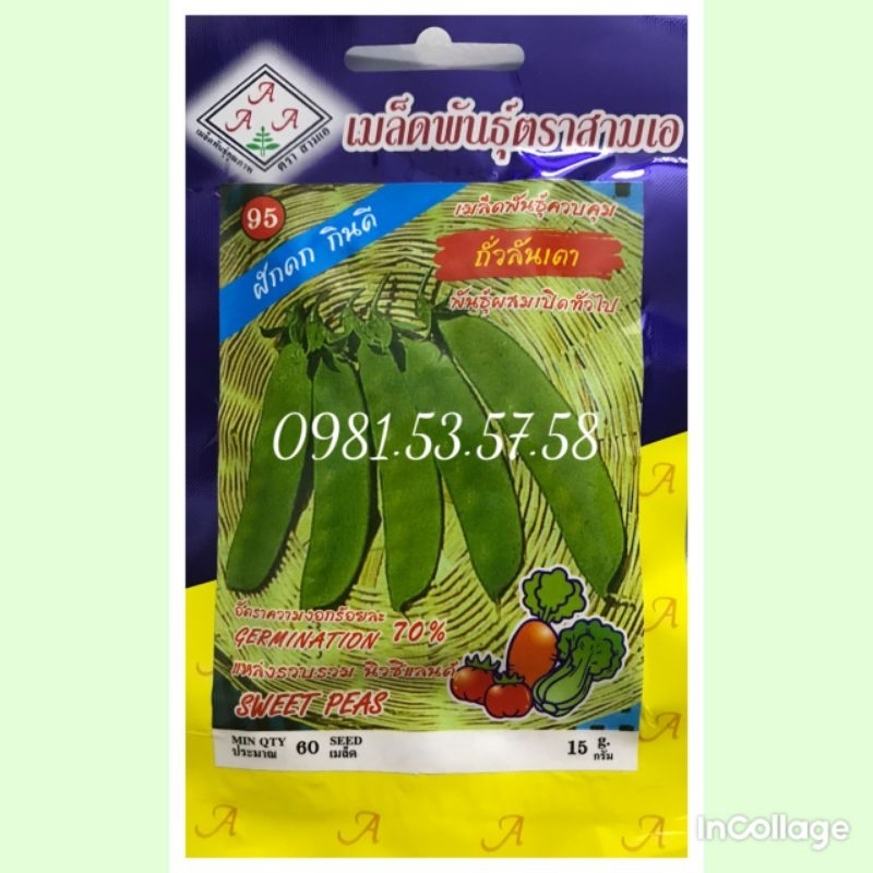 Hạt giống đậu hà lan ăn quả Thái Lan dễ trồng, năng suất 15gram