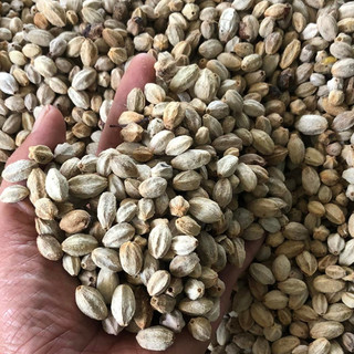 1kg hạt giống xoan ta