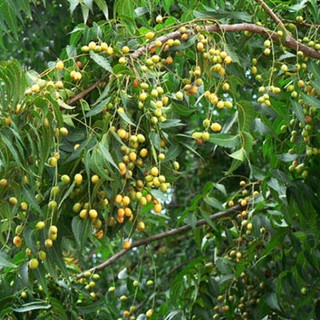 Hạt giống cây xoan đào