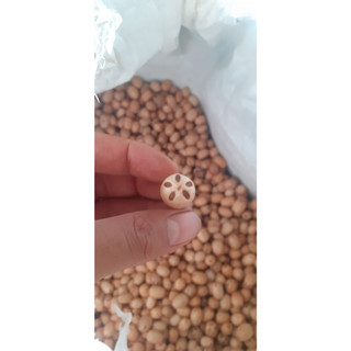 Hạt giống cây xoan đào