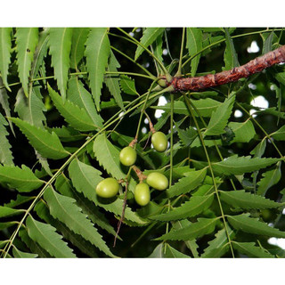 Hạt giống cây xoan đào