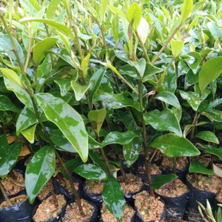 Giống Lan Tiêu- hàm tiếu cao60-70cm