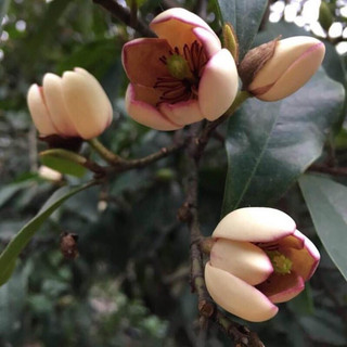 Giống Lan Tiêu- hàm tiếu cao60-70cm
