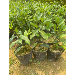 Giống Lan Tiêu- hàm tiếu cao60-70cm