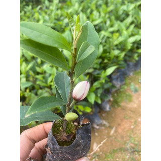 Giống Lan Tiêu- hàm tiếu cao60-70cm