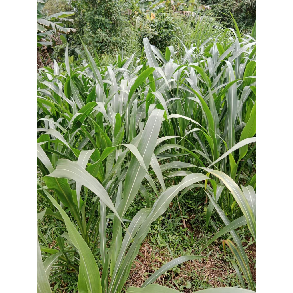 Giống Cỏ Sữa NLT01