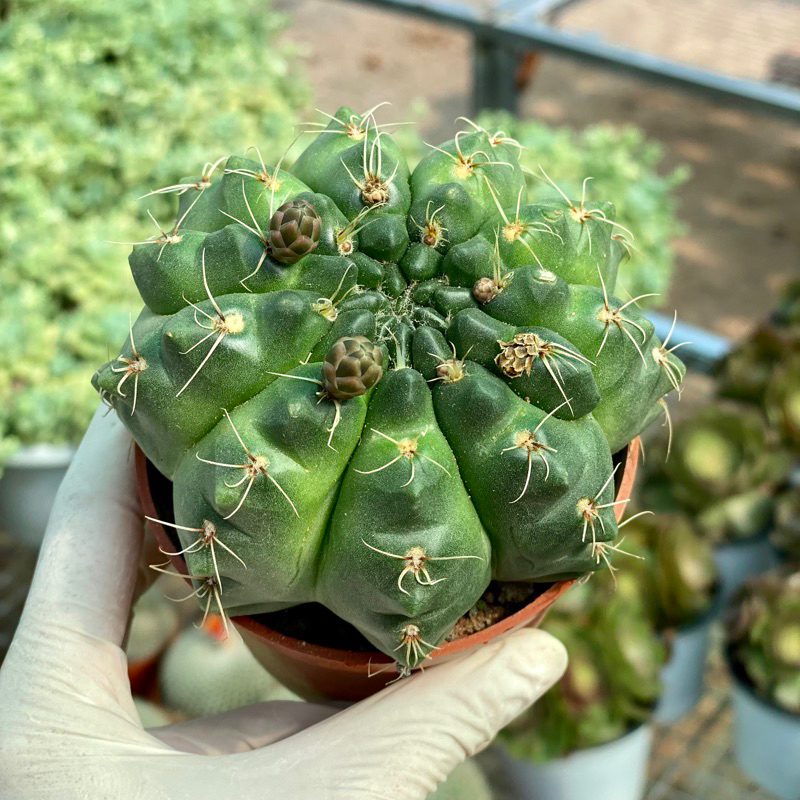 Xương rồng thần long size 8cm Hư 1 đổi 1