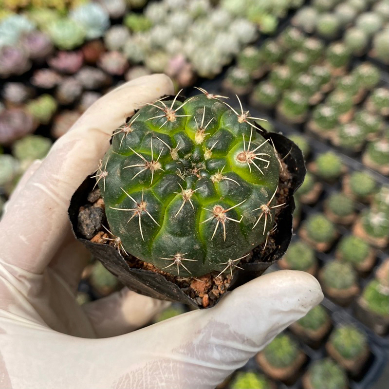 Xương rồng thần long size bầu 5cm Hư 1 đổi 1