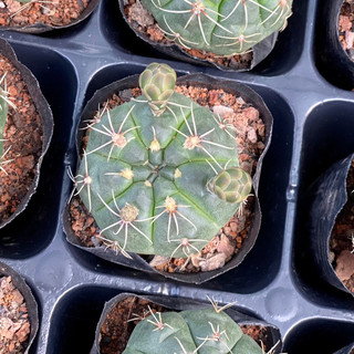 Xương rồng thần long size bầu 5cm Hư 1 đổi 1