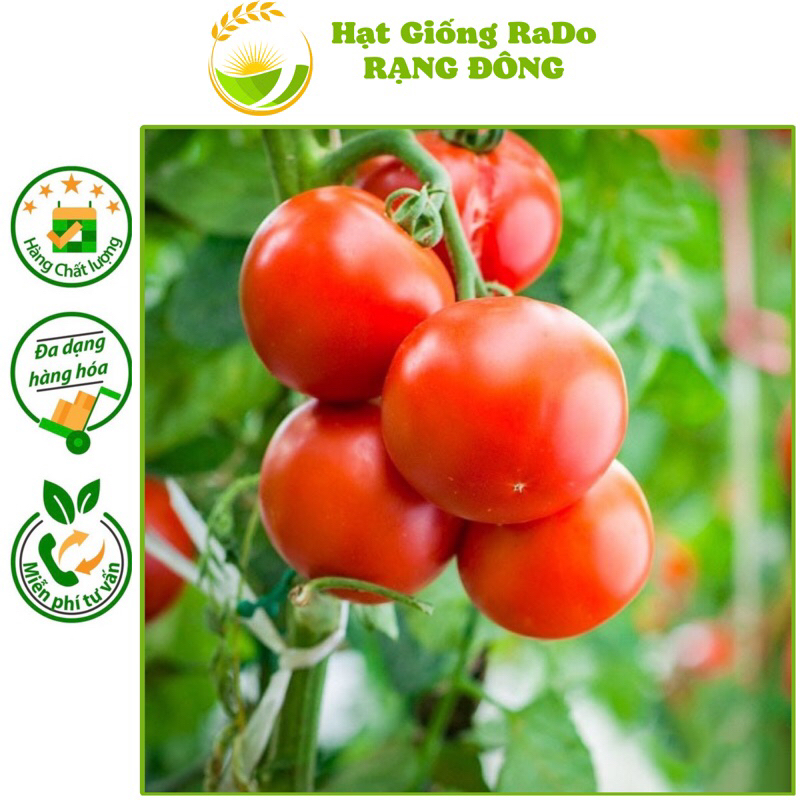 Hạt Giống Cà Chua Chịu Nhiệt Lai F1 Rado 28 (Gói 0.1gram) Hạt Giống Rạng Đông