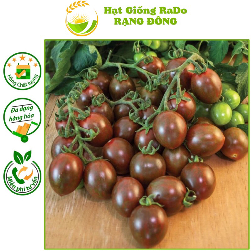 Hạt Giống Cà Chua Bi Chocolate (Gói 3hạt) Dễ Trồng, Dễ Chăm Sóc, Hạt Giống Rạng Đông