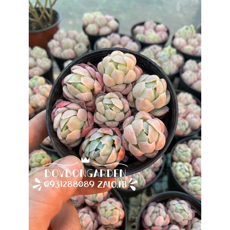 Cây sen đá hải ly hồng thơm chậu tròn size 8cm nhiều cây ghép chung chậu