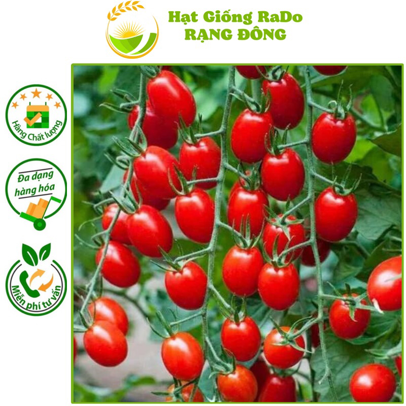Hạt Giống Cà Chua Cherry Đỏ Lai F1 (Gói 0.1gram) Hạt Giống Rạng Đông