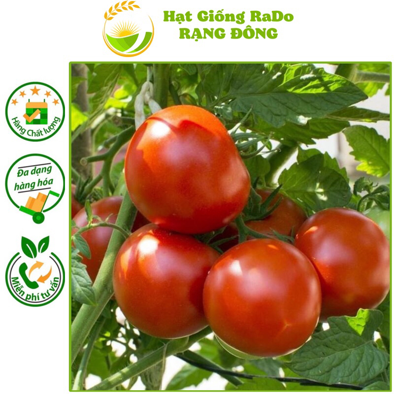 Hạt Giống Cà Chua F1 RaDo 29 (Gói 0.3gram) Hạt Giống Rạng Đông