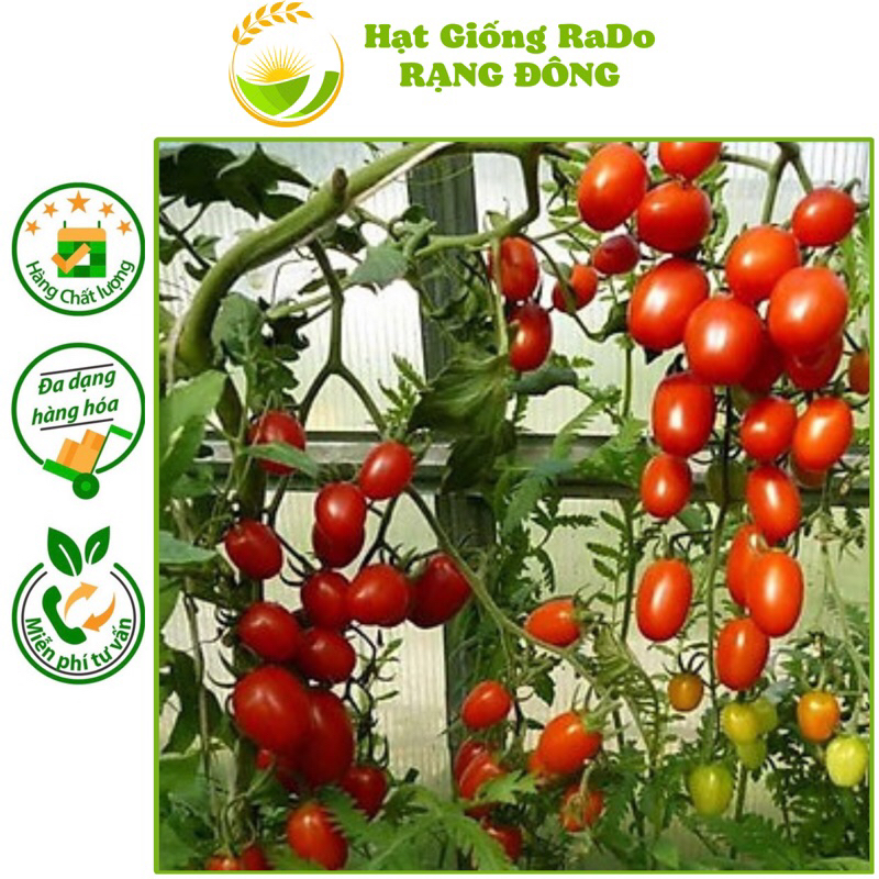 Hạt Giống Cà Chua Bi RaDo 27 (Gói 0.1gram) Hạt Giống Rạng Đông