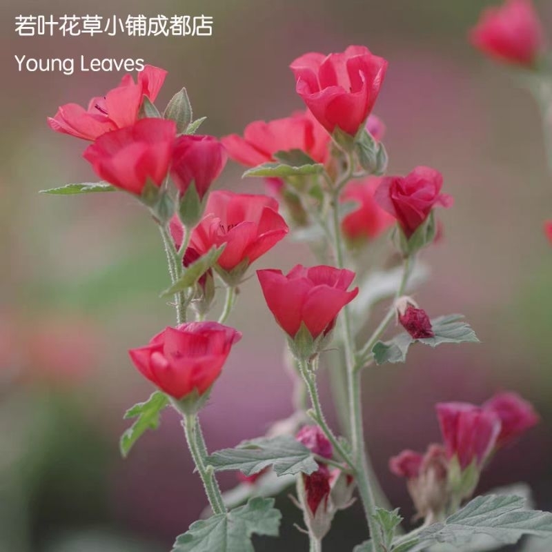 cây giống cẩm quỳ cam _ giống nở hoa quanh năm.