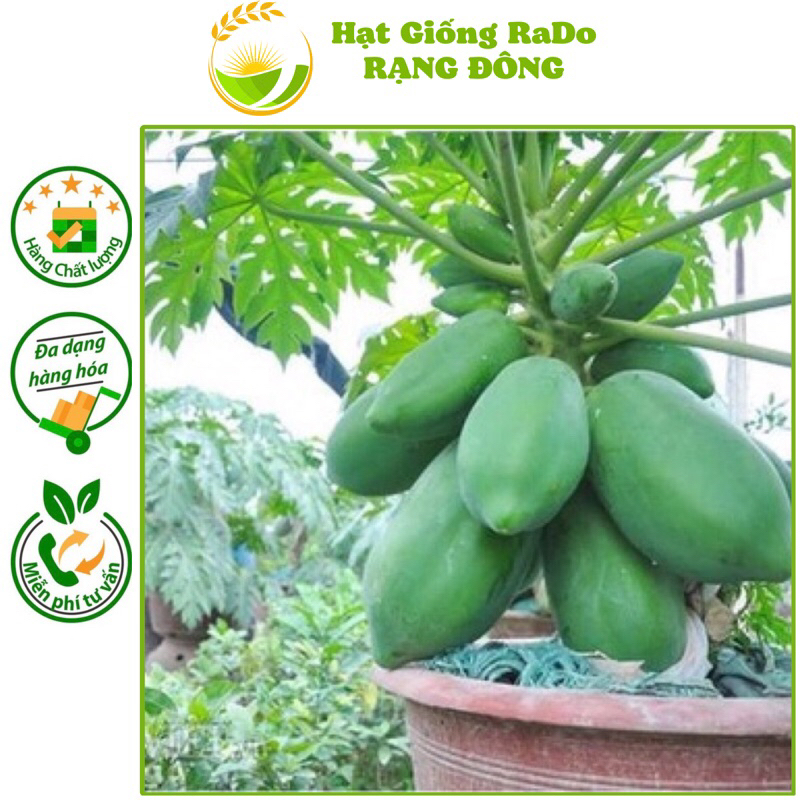 Hạt Giống Đu Đủ Siêu Lùn RaDo 540 (Gói 20hạt) Hạt Giống Rạng Đông