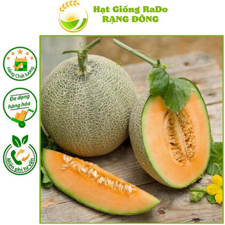 Hạt giống dưa lưới f1 rado 153 hạt giống rạng đông