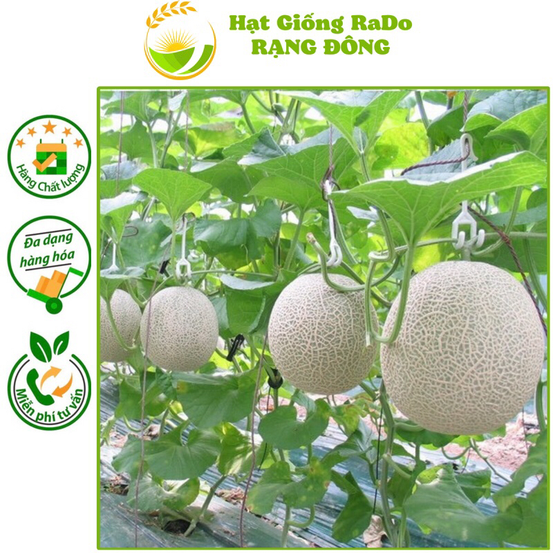 Hạt Giống Dưa Lưới Ruột Xanh RaDo 173 (Gói 10Hạt) Hạt Giống Rạng Đông