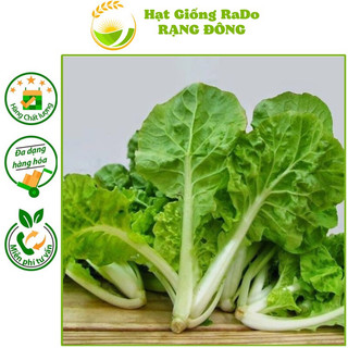 Hạt giống cải bẹ dún rado 67 dễ trồng, hạt giống rạng đông