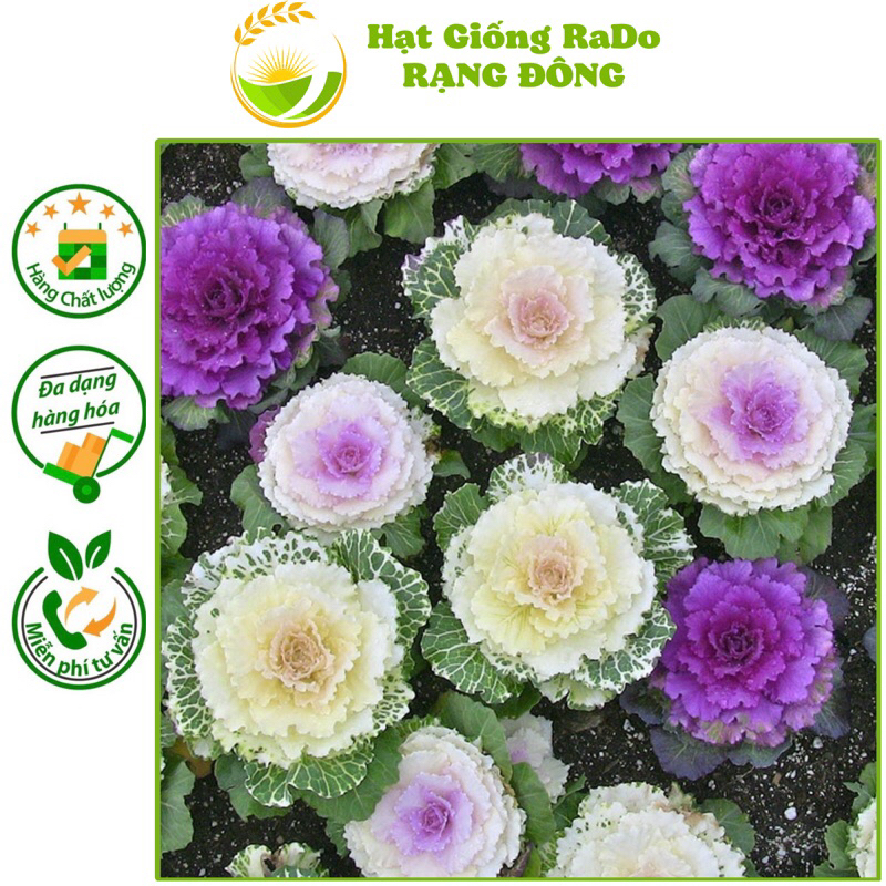 Hạt Giống Hoa Bắp Cải Nhiều Màu RaDo 872 (Gói 0.1gram) Hạt Giống Rạng Đông