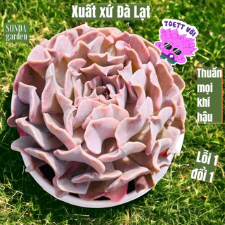  Sen đá violet rose SONDA GARDEN size trung bình 10-12cm cây cảnh trang trí nhà cửa lỗi 1 đổi 1 