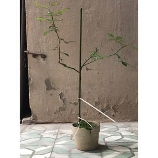 Cây hồng cổ đào hữu cơ