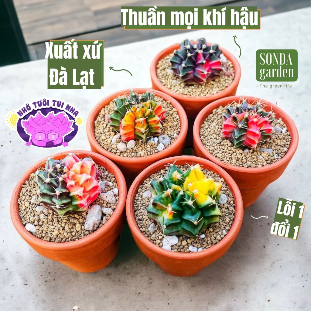 Xương rồng Gym Lem mini random 5 cây SONDA GARDEN, cây cảnh trang trí nhà cửa, lỗi 1 đổi 1