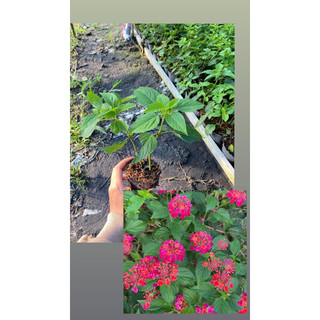 Hoa ngũ sắc- trâm ổi
