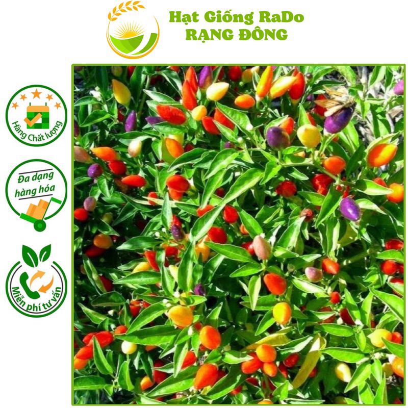Hạt Giống Ớt Kiểng Ngủ Sắc RD 825 (Nhiều Màu) Gói 0.2gram Rạng Đông