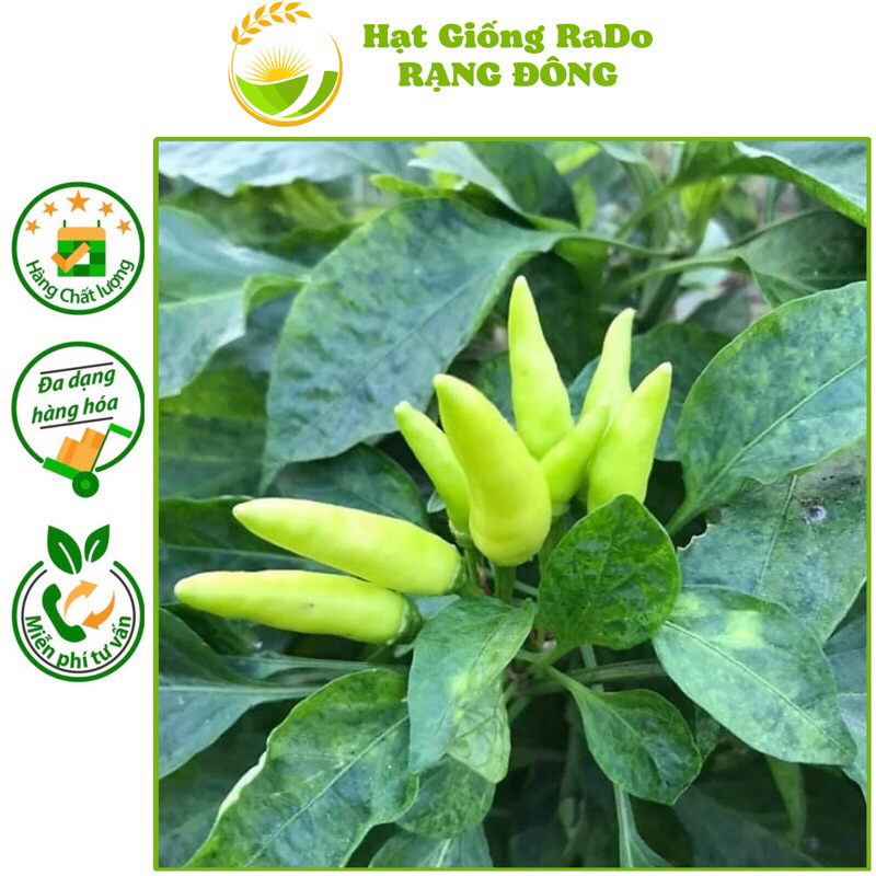 Hạt Giống Ớt Xiêm RaDo 712 (Gói 0.2gram) Hạt Giống Rạng Đông