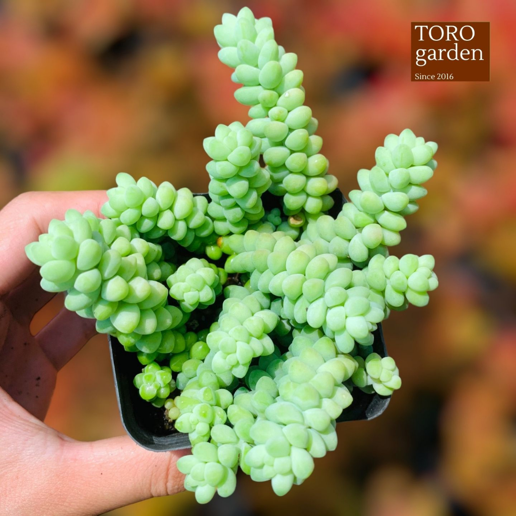 Sen đá chuỗi ngọc bi Đà Lạt size 7cm cây cảnh trang trí nhà cửa Toro garden