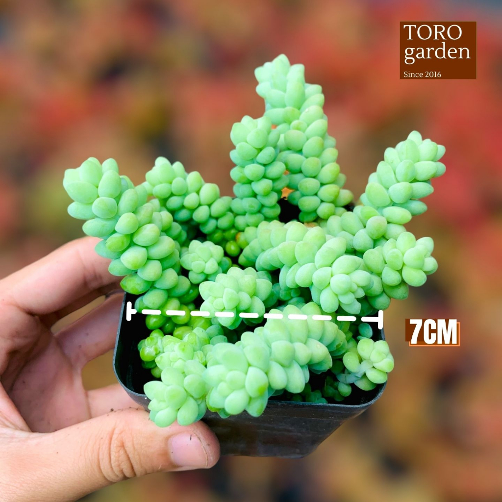 Sen đá chuỗi ngọc bi Đà Lạt size 7cm cây cảnh trang trí nhà cửa Toro garden