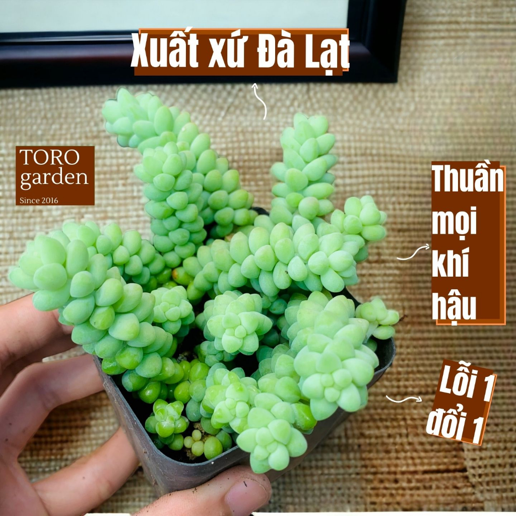 Sen đá chuỗi ngọc bi Đà Lạt size 7cm cây cảnh trang trí nhà cửa Toro garden