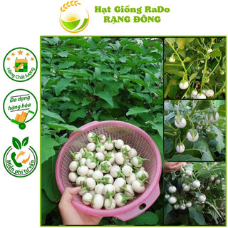Hạt giống cà pháo trắng rado 72 hạt giống rạng đông