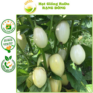 Hạt giống cà trứng ngỗng rado 717 hạt giống rạng đông