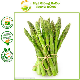 Hạt giống măng tây xanh rado 636 hạt giống rạng đông