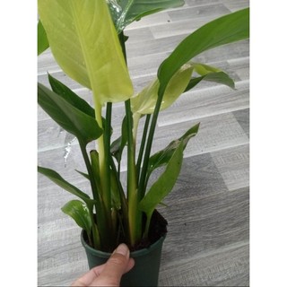 Chậu 3 cây chuối rẻ quạt 50cm .lh 097 118 36 88