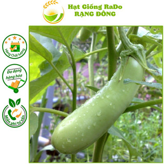 Hạt giống cà xanh mỡ rado 74 gói 0.5gram hạt giống rạng đông