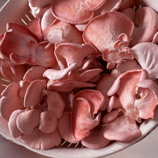 Nấm Hồng Ngọc Tươi