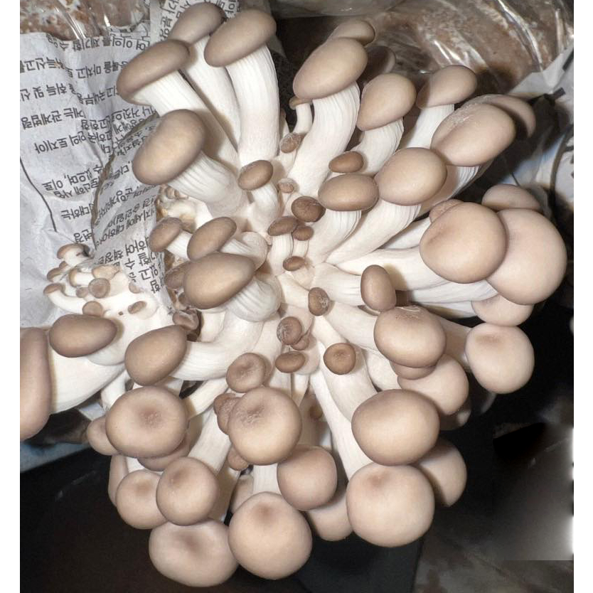 Nấm Sò Thái Tươi